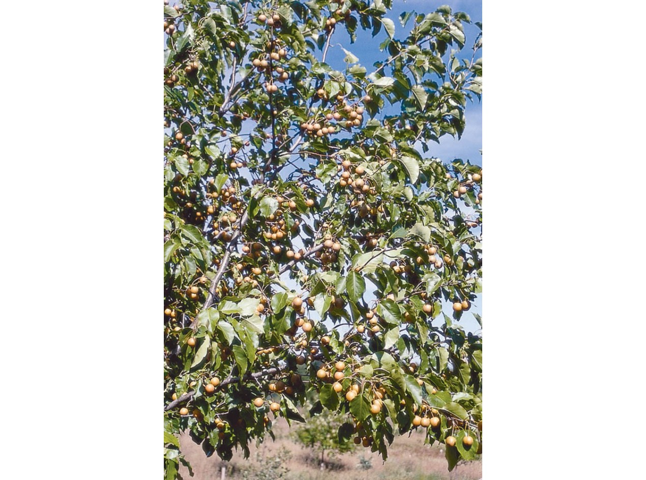 Lecont Pear Seeds