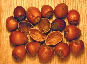 Precocious Hazelnut
