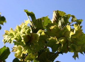 Precocious Hazelnut