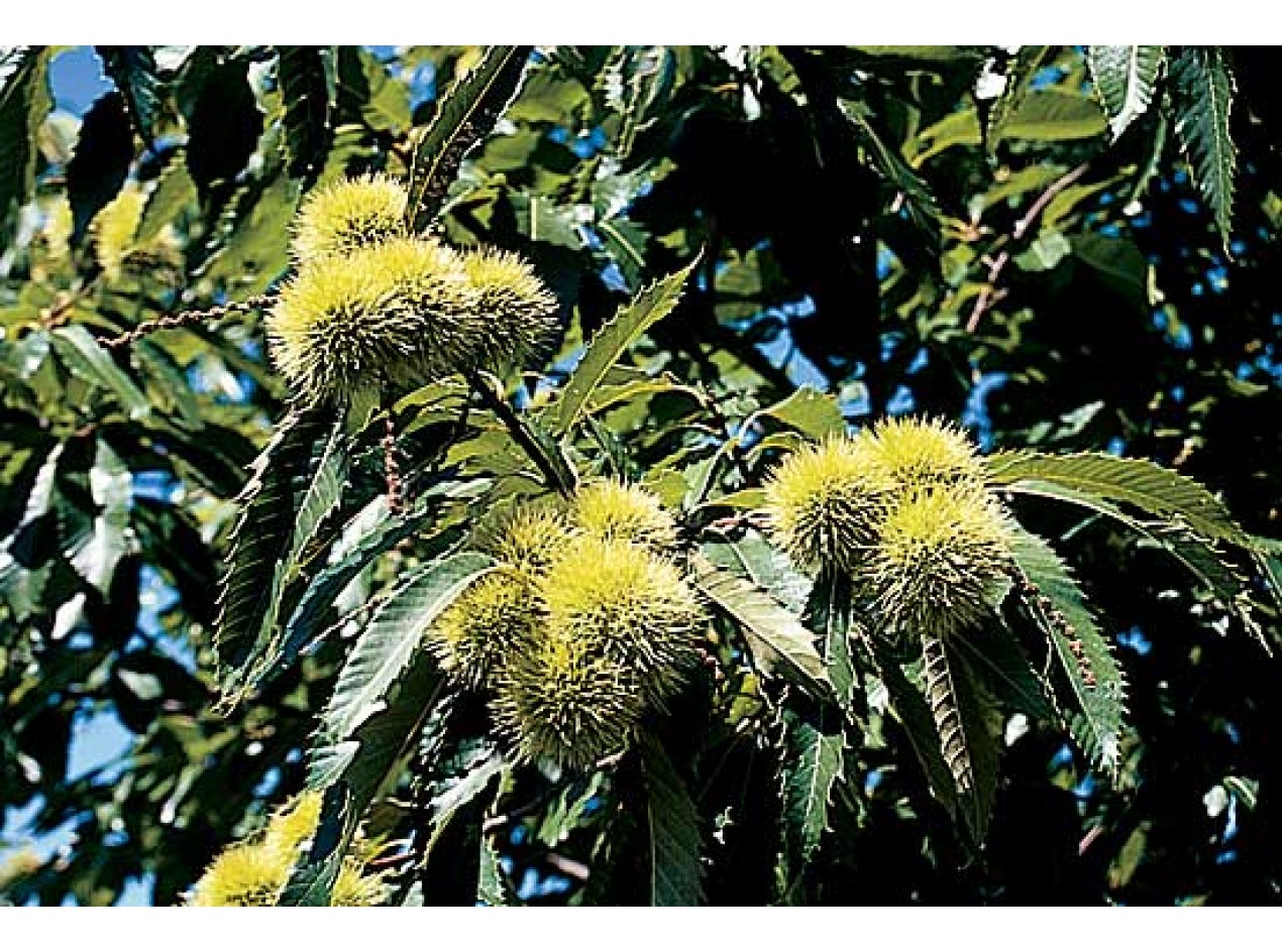 Dwarf Korean Chestnut