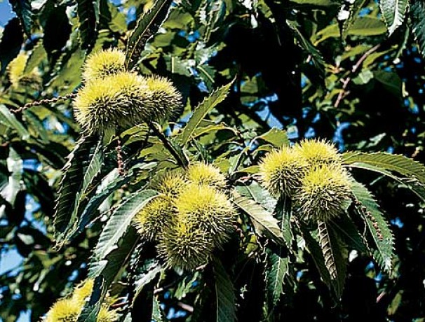 Dwarf Korean Chestnut