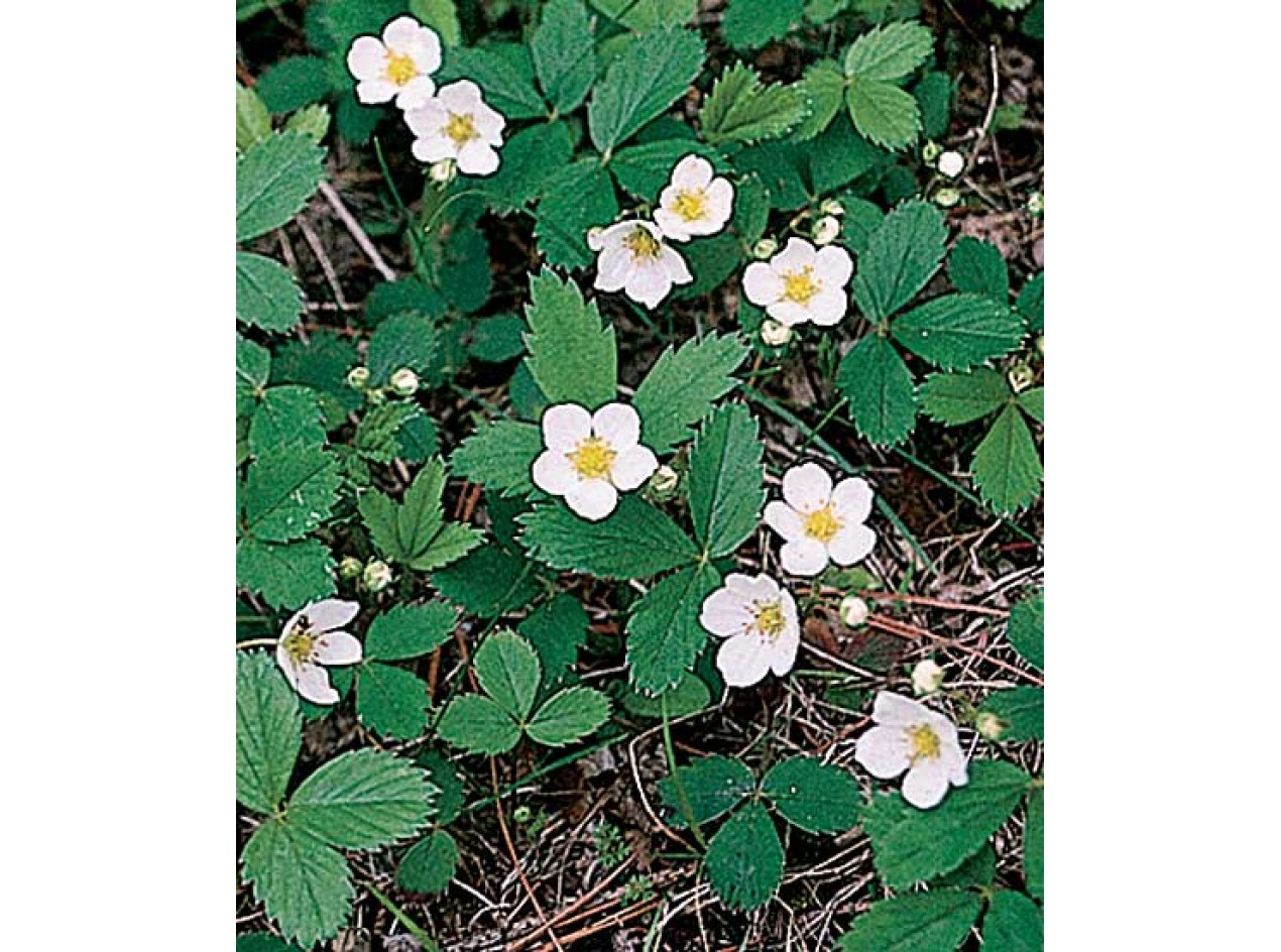 'Kelly's Blanket' Strawberry