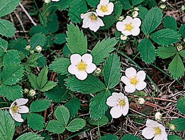 'Kelly's Blanket' Strawberry