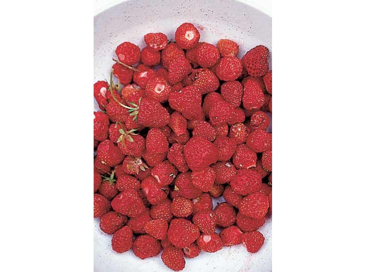 Intensity Strawberry