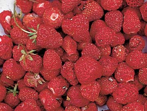 Intensity Strawberry