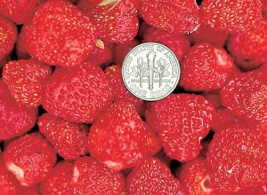 Intensity Strawberry