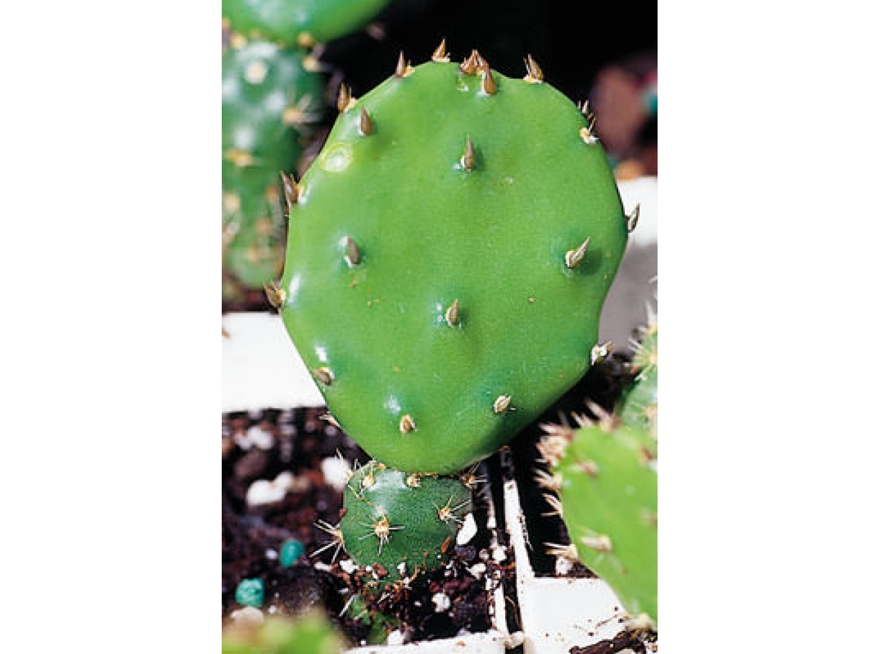 Jersey Thing Prickly Pear Cactus 