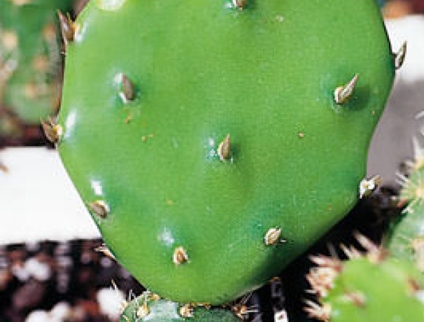 Jersey Thing Prickly Pear Cactus 