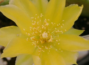 Jersey Thing Prickly Pear Cactus 