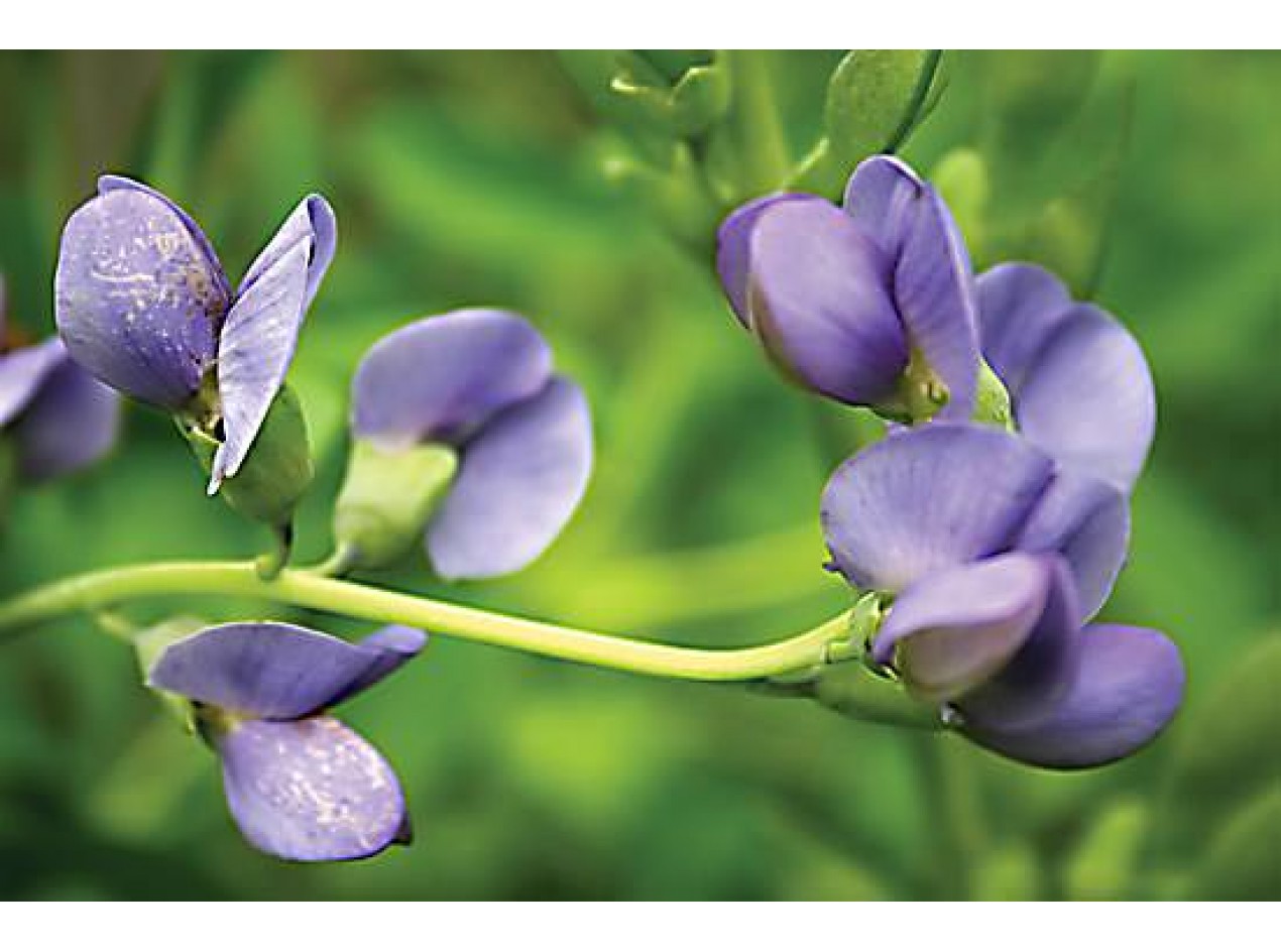 Blue Wild Indigo