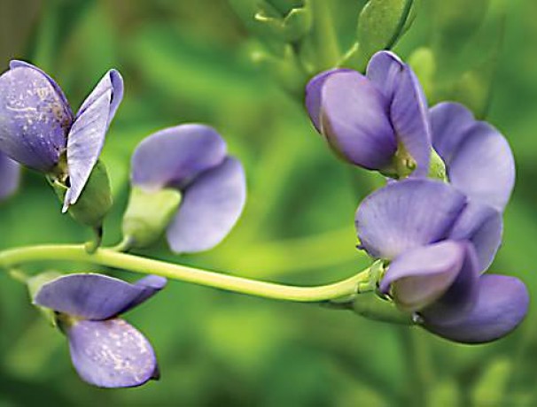 Blue Wild Indigo