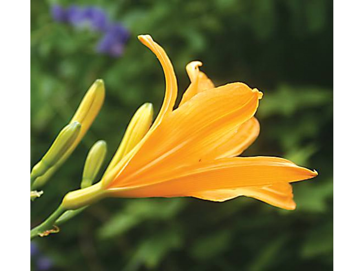 Mountain Daylily