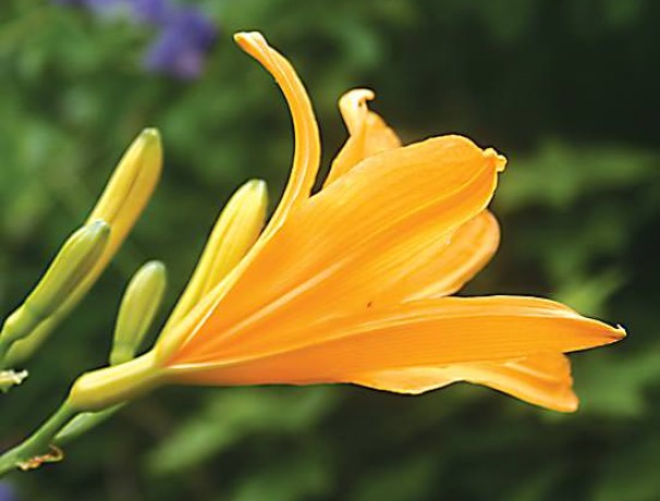 Mountain Daylily Mountain Daylily
