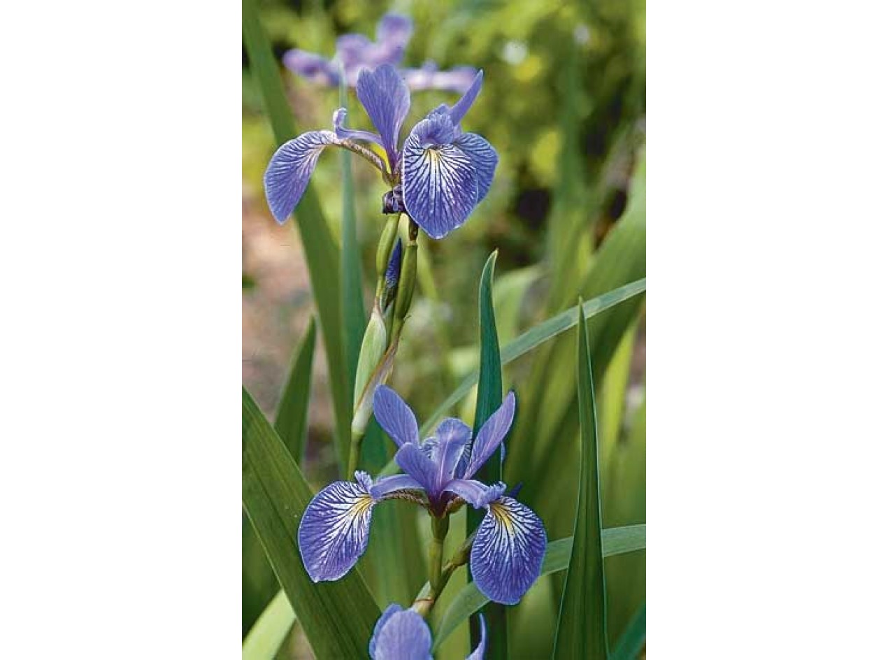 Wild Blue Iris