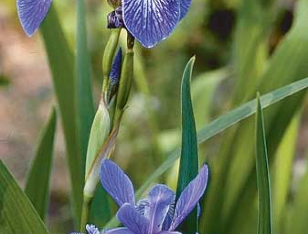 Wild Blue Iris