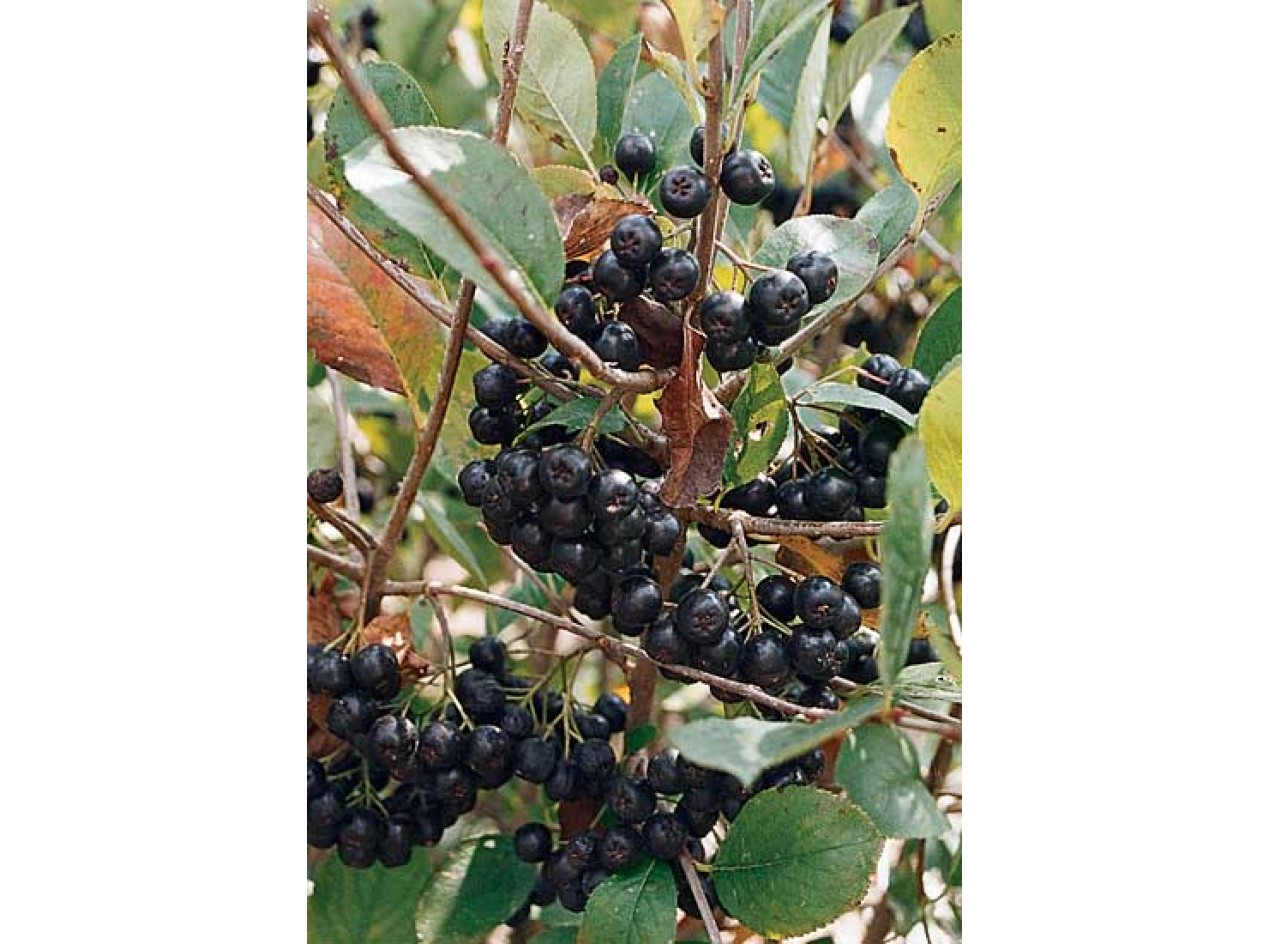 Nero Black Chokeberry