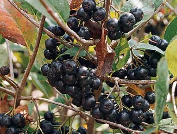 Nero Black Chokeberry Nero Black Chokeberry