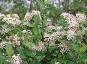 Nero Black Chokeberry