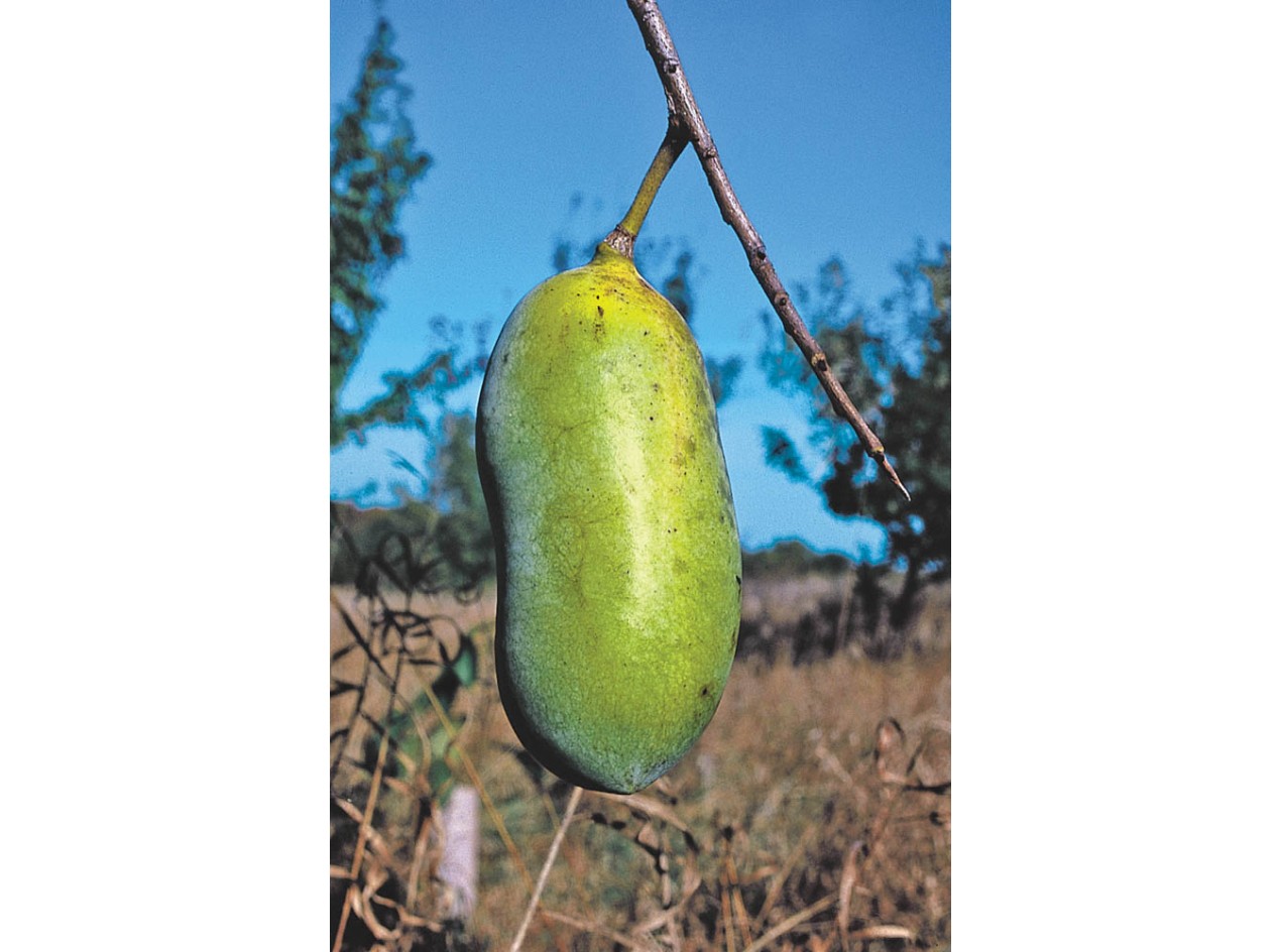 Pawpaw Seeds