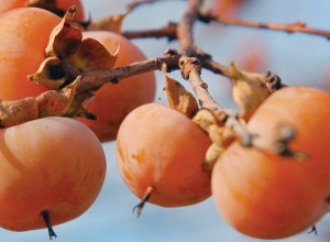 American Persimmon