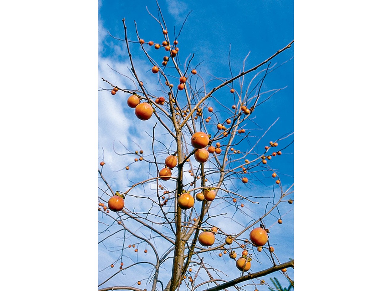 American Persimmon Seeds