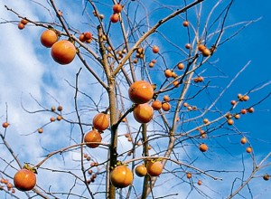 American Persimmon