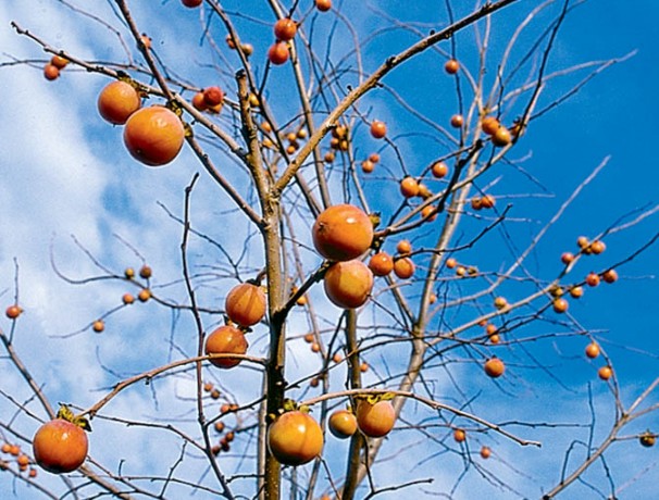 American Persimmon Seeds