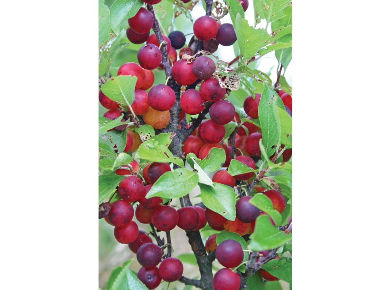 Nana Beach Plum