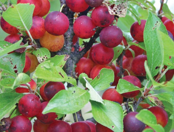 Nana Beach Plum