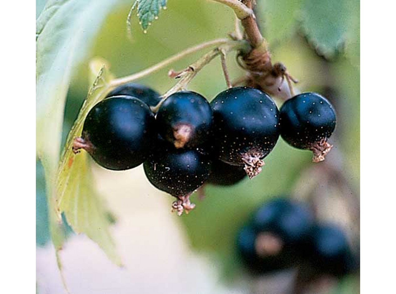Riverview American Black Currant