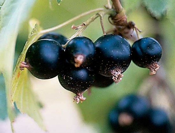 Riverview American Black Currant