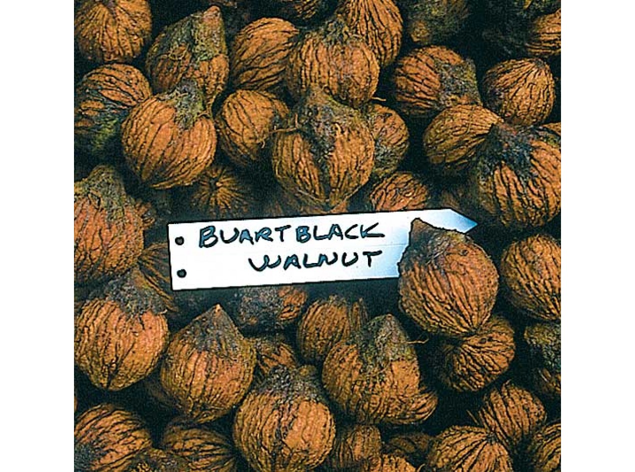 Buartblack Walnut 