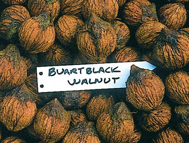 Buartblack Walnut 