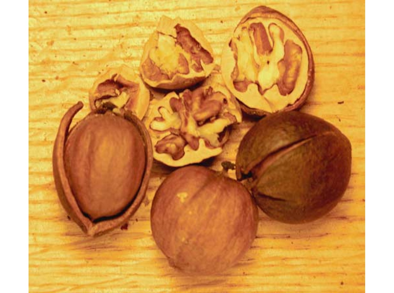 Sweet Pignut Hickory