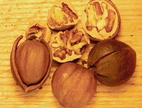 Sweet Pignut Hickory