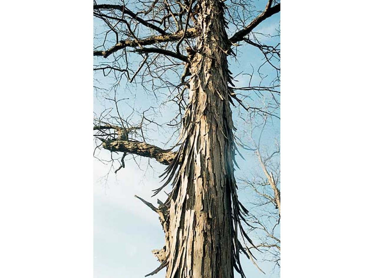 Shagbark Hickory