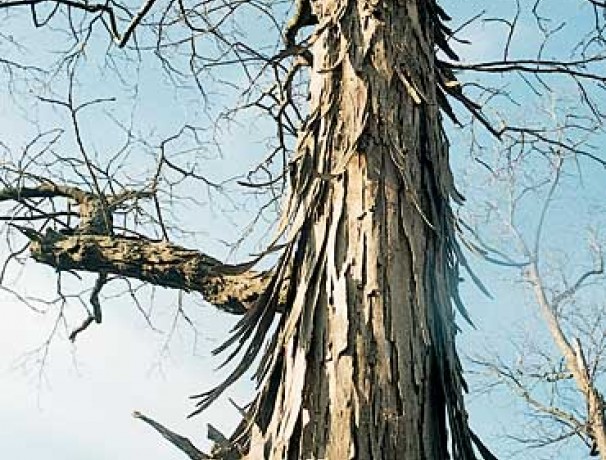 Shagbark Hickory