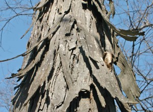 Shagbark Hickory