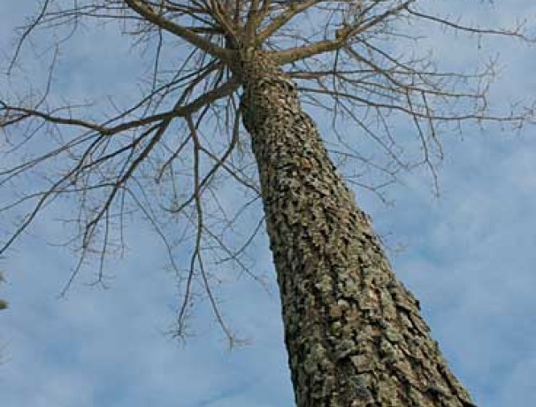 Procera Oak Procera Oak