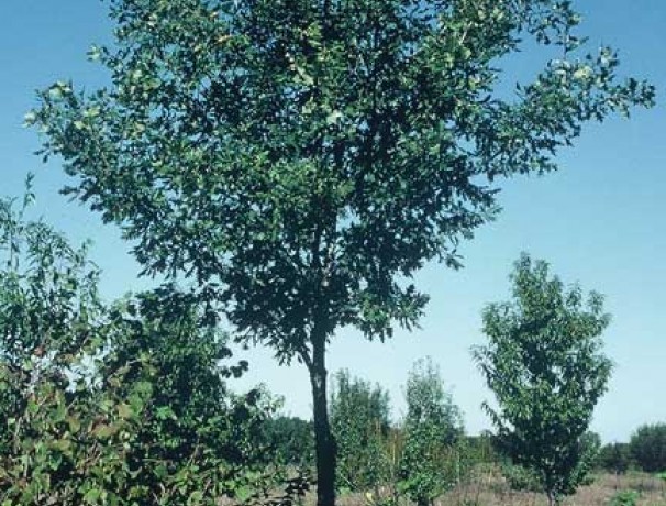 Bimundors Oak Bimundors Oak