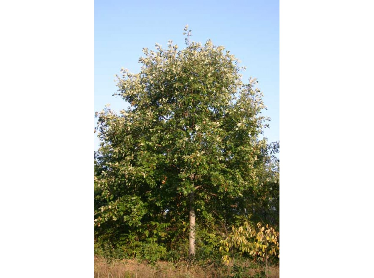 Burenglish Oak