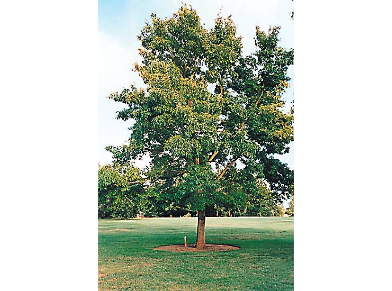 Sawtooth Oak