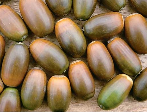 Turkey Oak Turkey Oak