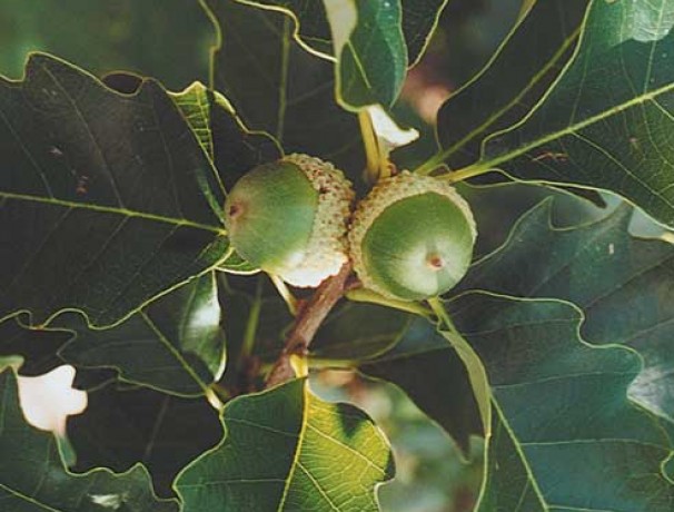 Dwarf Chinkapin Oak Dwarf Chinkapin Oak