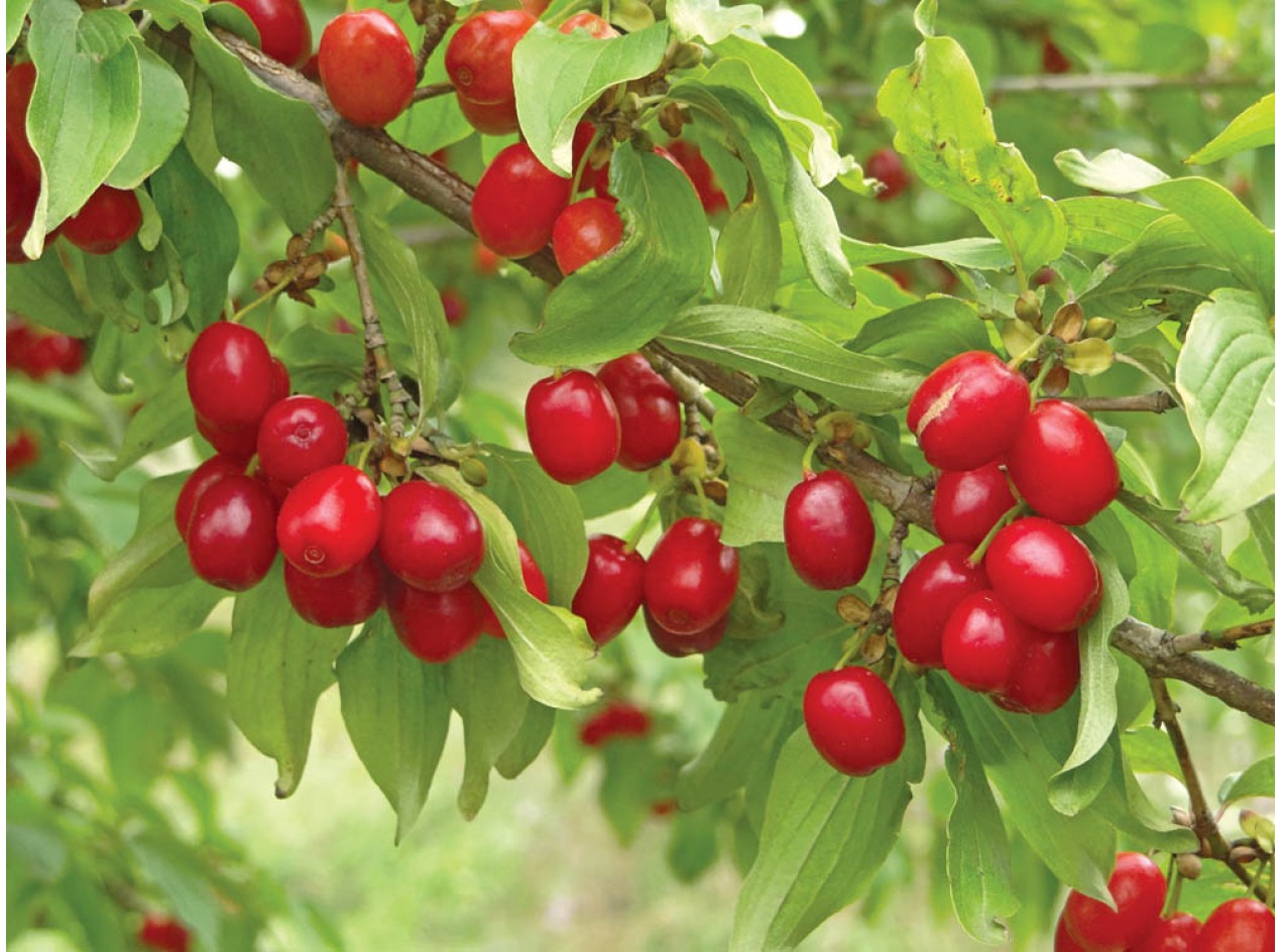 Cornelian Cherry