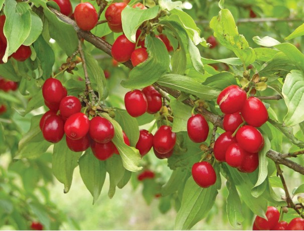 Cornelian Cherry Cornelian Cherry