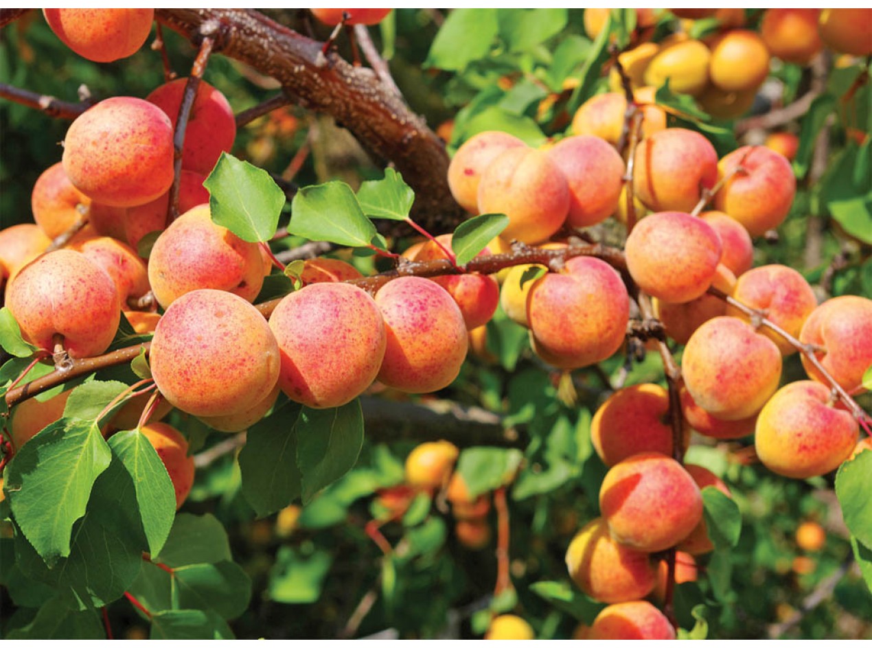 Northern Prairie Apricot