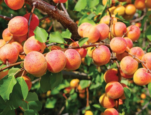 Northern Prairie Apricot