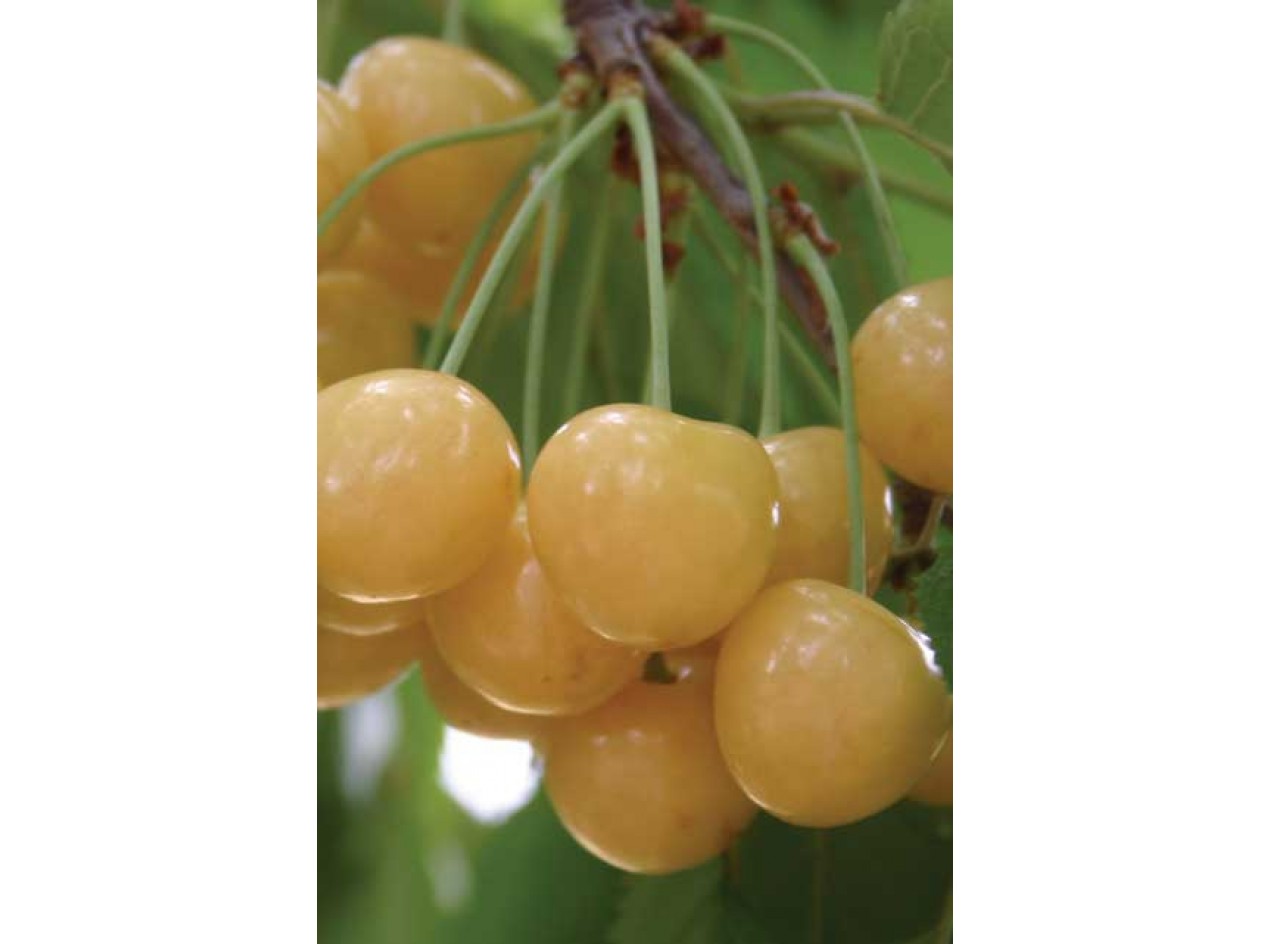 Wild Yellow Sweet Cherry