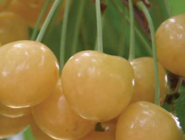 Wild Yellow Sweet Cherry